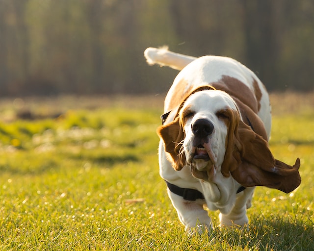 The Unique and Loveable Qualities of Basset Hounds