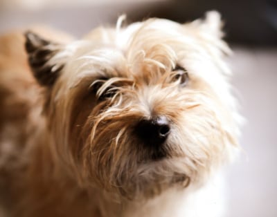 5 Steps to Help Your Small Dog Overcome Small Dog Syndrome