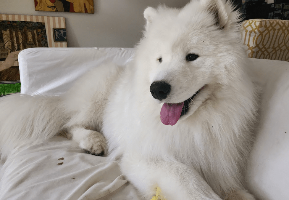 The Samoyed: A Friendly and Active Breed with a Fluffy White Coat