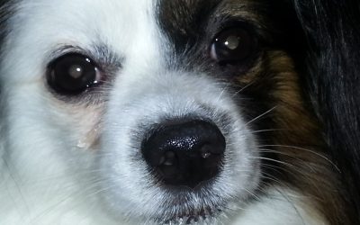 The Papillon: A Small Dog with a Big Personality
