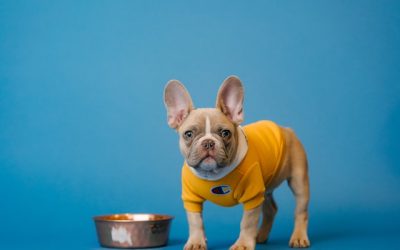 Top Rated Dog Food Brands for Your Pet’s Optimal Health & Nutrition
