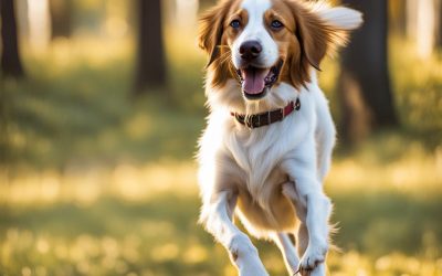 Tips for Training Energetic Dogs